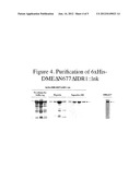 ENGINEERED DEMETER 5-METHYLCYTOSINE DNA GLYOSYLASE WITH IMPROVED YIELD,     STABILITY AND SOLUBILITY diagram and image