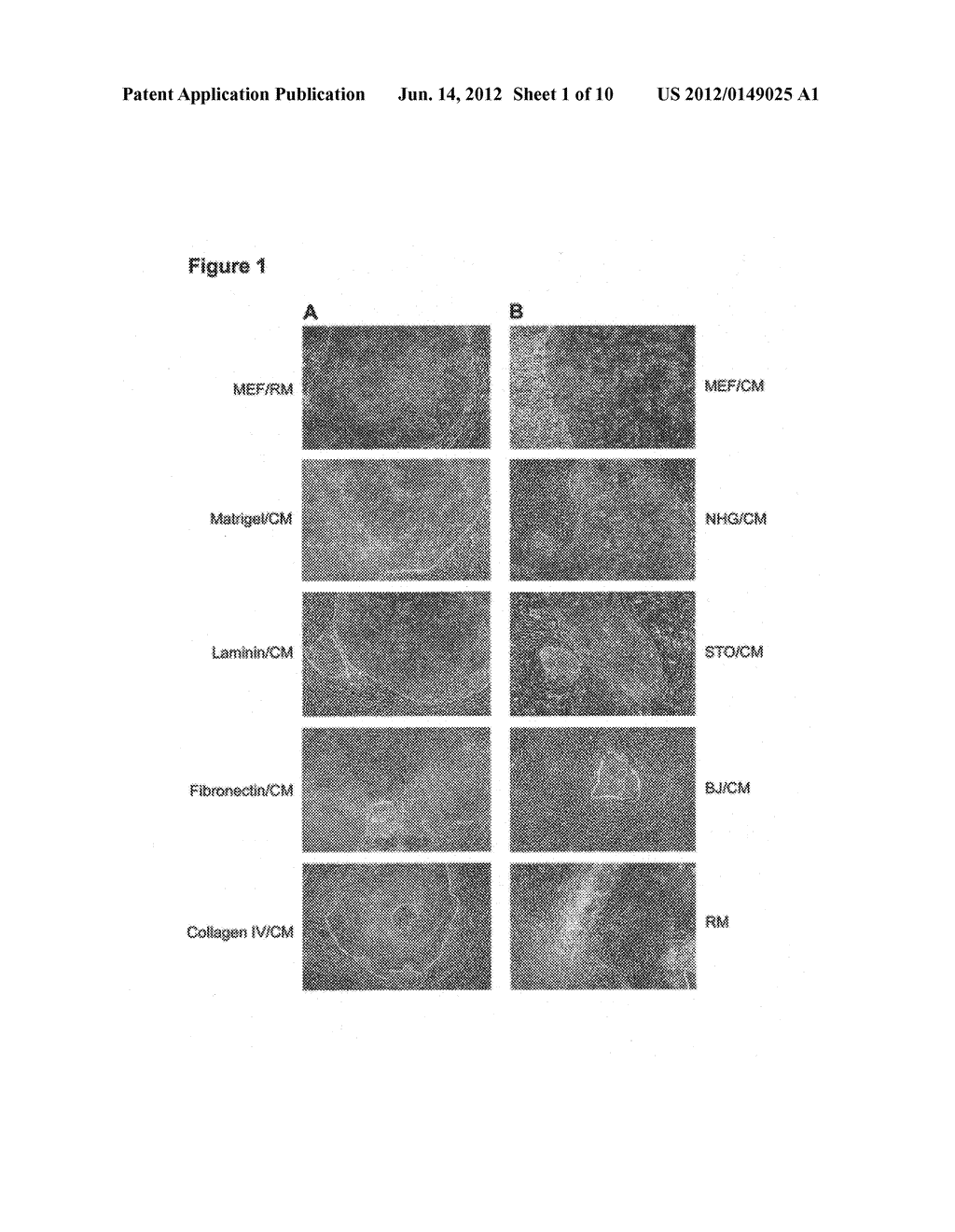 Screening Methods for Human Embryonic Stem Cells - diagram, schematic, and image 02