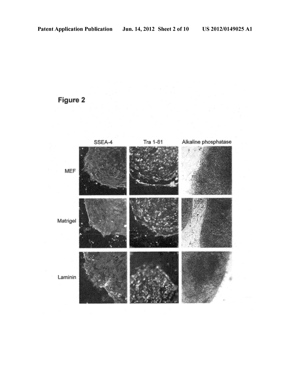 Screening Methods for Human Embryonic Stem Cells - diagram, schematic, and image 03