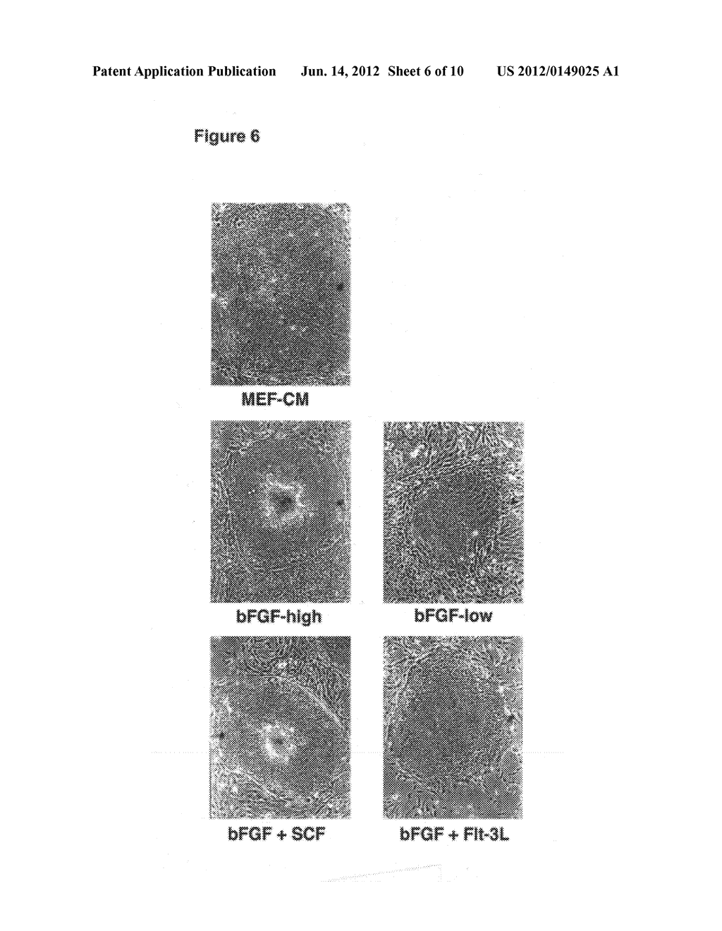 Screening Methods for Human Embryonic Stem Cells - diagram, schematic, and image 07