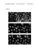 DETECTION AND VISUALIZATION OF THE CELL CYCLE IN LIVING CELLS diagram and image