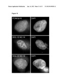 DETECTION AND VISUALIZATION OF THE CELL CYCLE IN LIVING CELLS diagram and image