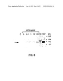 INHIBITION OF MIGRATION INHIBITORY FACTOR IN THE TREATMENT OF DISEASES     INVOLVING CYTOKINE-MEDIATED TOXICITY diagram and image