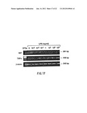 INHIBITION OF MIGRATION INHIBITORY FACTOR IN THE TREATMENT OF DISEASES     INVOLVING CYTOKINE-MEDIATED TOXICITY diagram and image