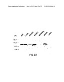 INHIBITION OF MIGRATION INHIBITORY FACTOR IN THE TREATMENT OF DISEASES     INVOLVING CYTOKINE-MEDIATED TOXICITY diagram and image