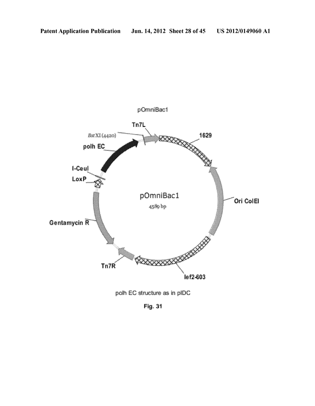 Nucleic Acids for Cloning and Expressing Multiprotein Complexes - diagram, schematic, and image 29