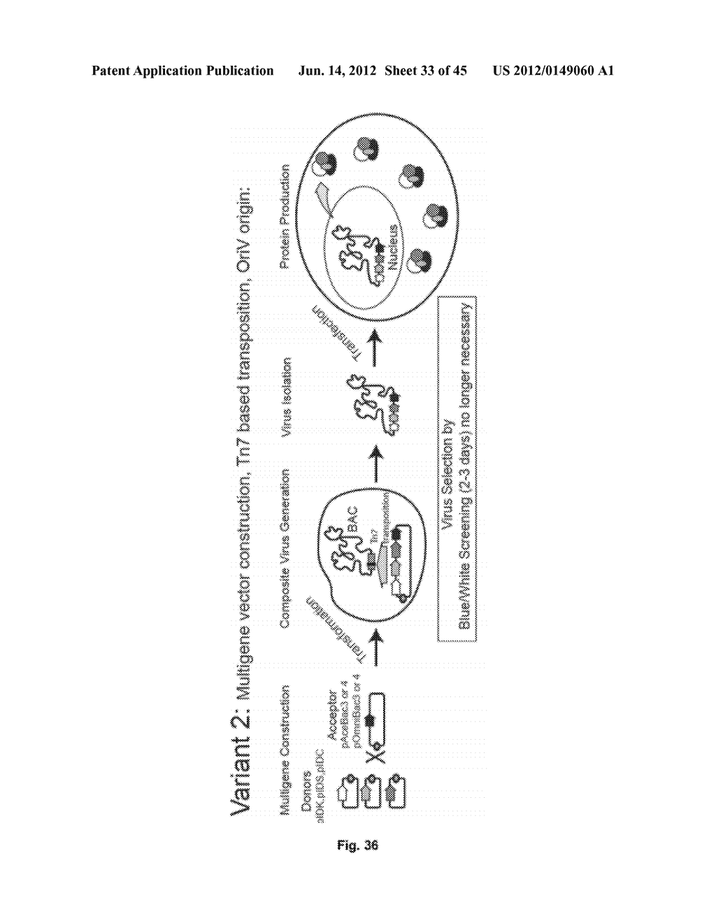 Nucleic Acids for Cloning and Expressing Multiprotein Complexes - diagram, schematic, and image 34