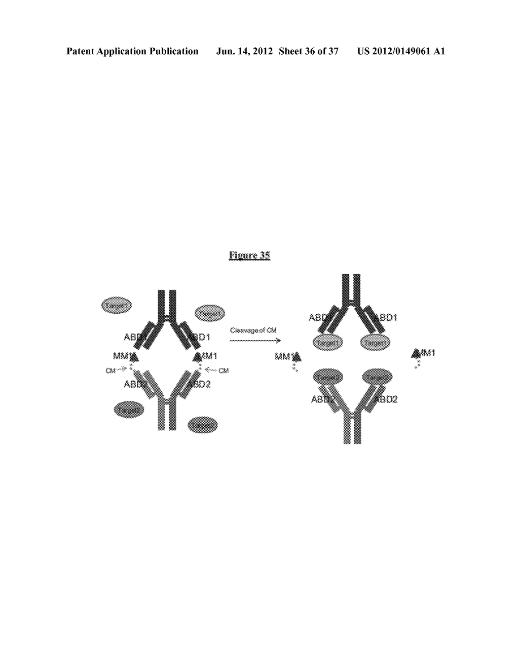 Modified Antibody Compositions, Methods of Making and Using Thereof - diagram, schematic, and image 37