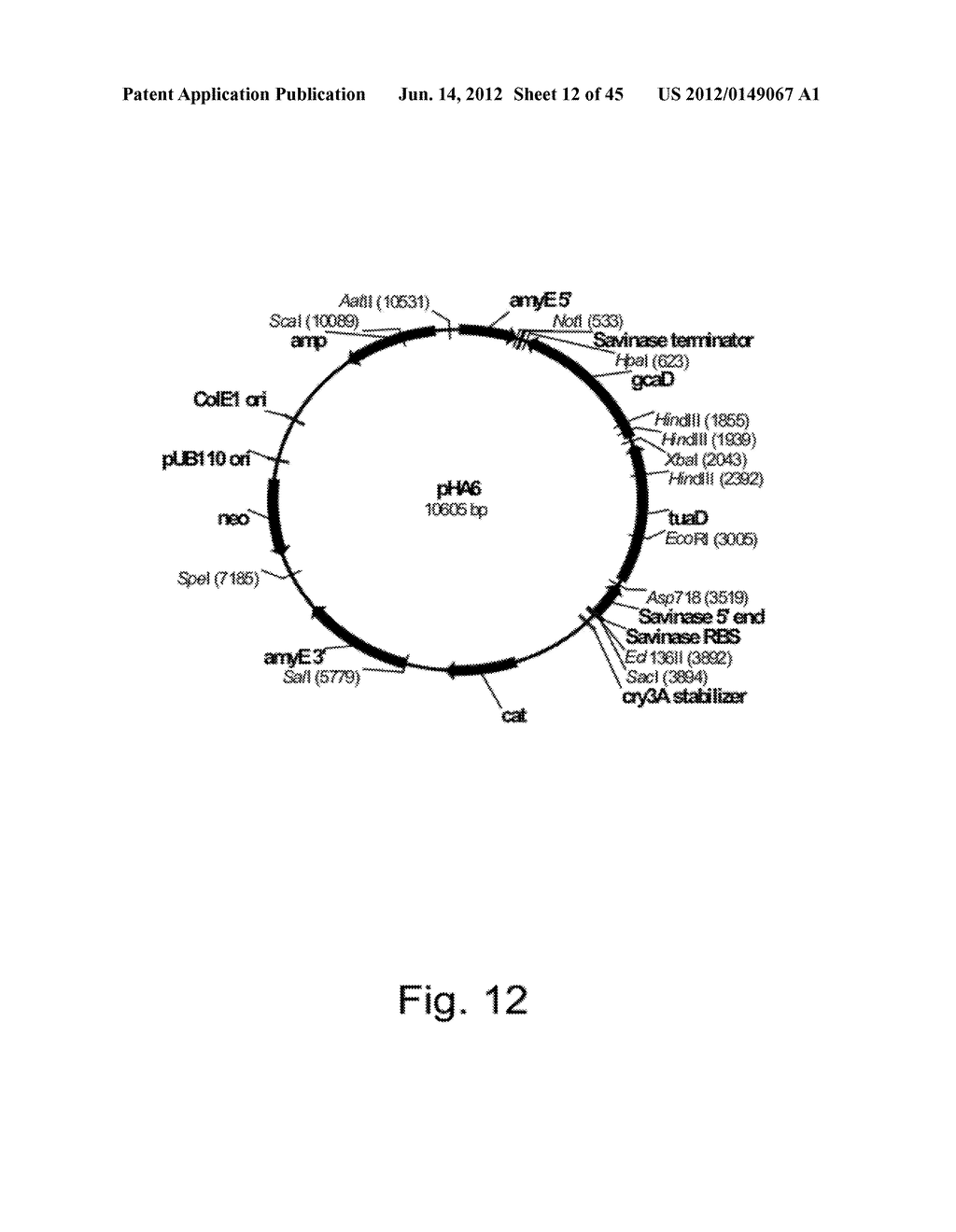 Methods for producing hyaluronan in a recombinant host cell - diagram, schematic, and image 13