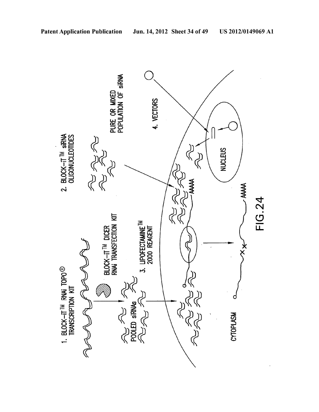 METHODS AND COMPOSITIONS FOR SEAMLESS CLONING OF NUCLEIC ACID MOLECULES - diagram, schematic, and image 35