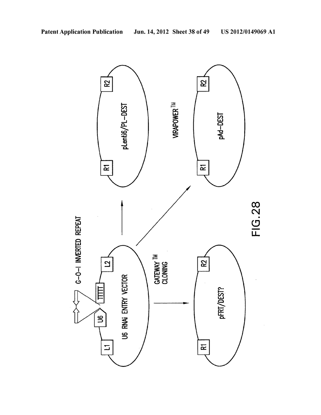 METHODS AND COMPOSITIONS FOR SEAMLESS CLONING OF NUCLEIC ACID MOLECULES - diagram, schematic, and image 39