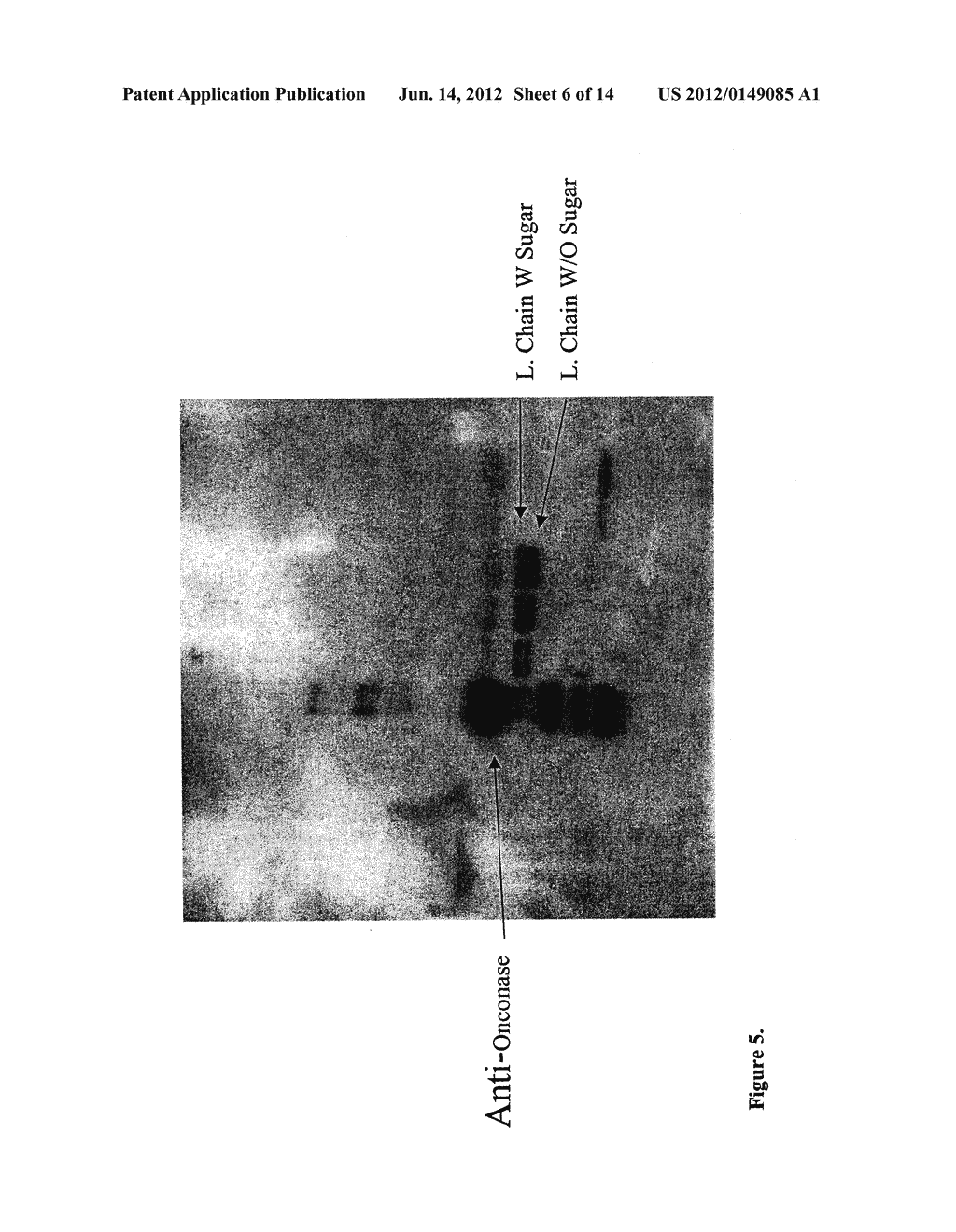 FUSION PROTEINS CONTAINING RECOMBINANT CYTOTOXIC RNASES - diagram, schematic, and image 07