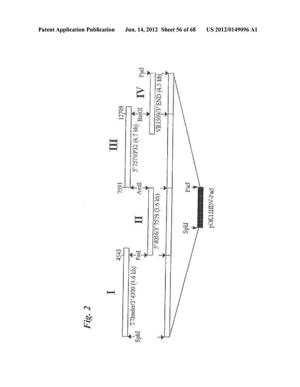 PRRS VIRUSES, INFECTIOUS CLONES, MUTANTS THEREOF, AND METHOD OF USE - diagram, schematic, and image 57