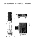 CARDIOMYOCYTE CELL POPULATIONS diagram and image