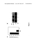 CARDIOMYOCYTE CELL POPULATIONS diagram and image