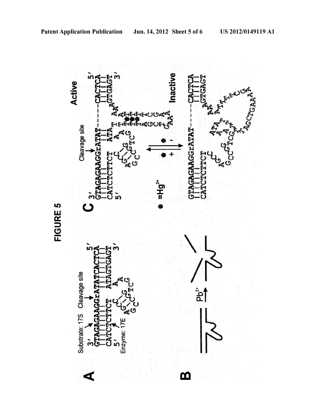 NUCLEIC ACID BASED FLUORESCENT SENSOR FOR MERCURY DETECTION - diagram, schematic, and image 06