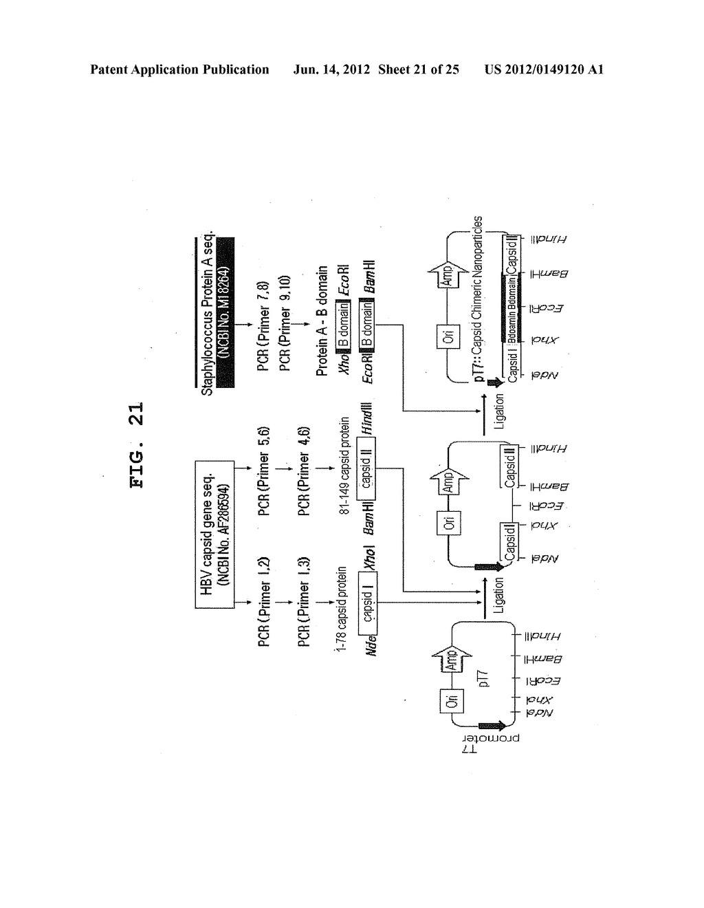 CHIMERIC PROTEIN, METHOD FOR MANUFACTURING THE SAME, NANO-SENSOR IN WHICH     THE CHIMERIC PROTEIN IS FIXED, AND APPLICATION THEREOF - diagram, schematic, and image 22