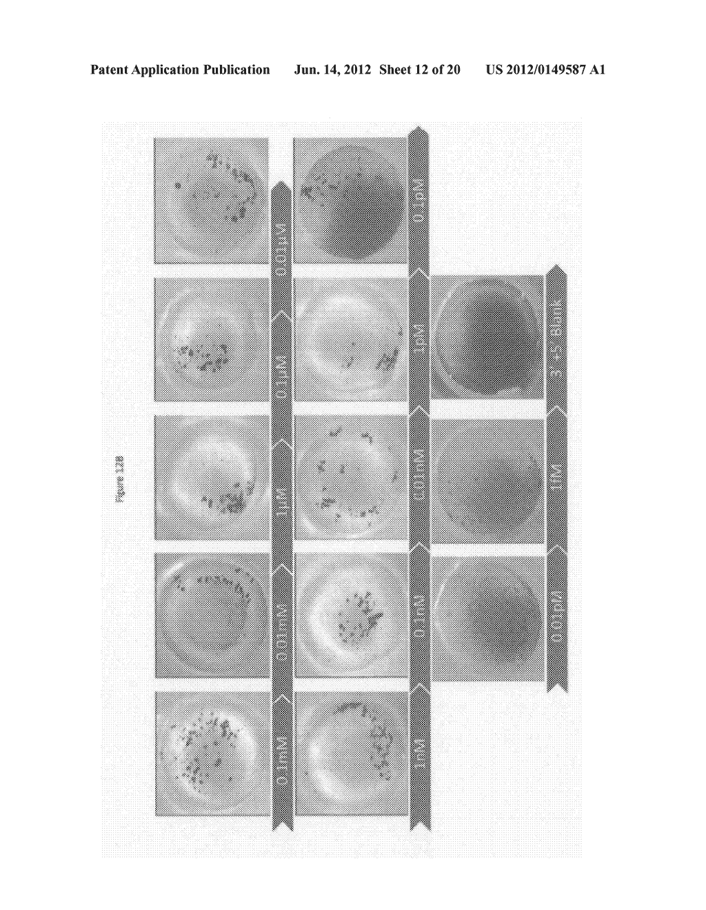 METHOD FOR DETECTING NUCLEATED CELLS - diagram, schematic, and image 13
