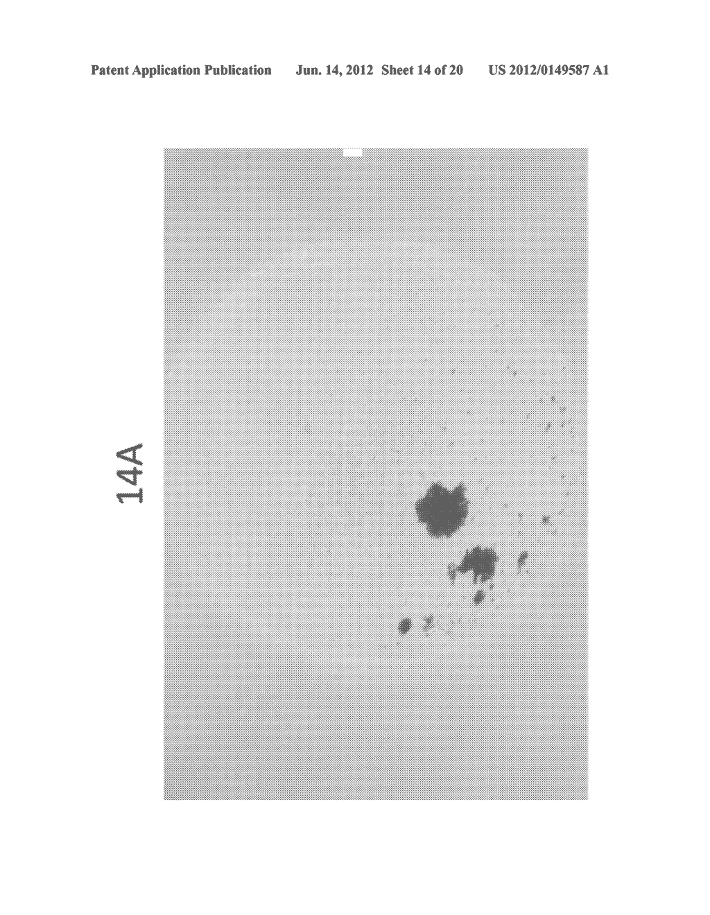 METHOD FOR DETECTING NUCLEATED CELLS - diagram, schematic, and image 15