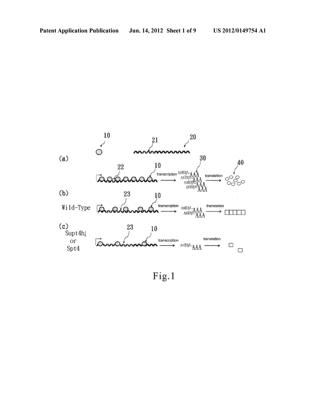 METHODS FOR MODULATING THE EXPRESSION AND AGGREGATION OF CAG-EXPANDED GENE     PRODUCT IN CELLS AND METHODS FOR IDENTIFYING AGENTS USEFUL FOR DOING THE     SAME - diagram, schematic, and image 02