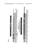 TRICYCLO-DNA ANTISENSE OLIGONUCLEOTIDES, COMPOSITIONS, AND METHODS FOR THE     TREATMENT OF DISEASE diagram and image