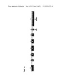 TRICYCLO-DNA ANTISENSE OLIGONUCLEOTIDES, COMPOSITIONS, AND METHODS FOR THE     TREATMENT OF DISEASE diagram and image