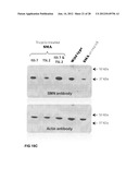 TRICYCLO-DNA ANTISENSE OLIGONUCLEOTIDES, COMPOSITIONS, AND METHODS FOR THE     TREATMENT OF DISEASE diagram and image