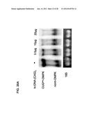 TRICYCLO-DNA ANTISENSE OLIGONUCLEOTIDES, COMPOSITIONS, AND METHODS FOR THE     TREATMENT OF DISEASE diagram and image