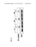 SGK1 AS DIAGNOSTIC AND THERAPEUTIC TARGET diagram and image