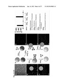 NANOFIBERS AND MORPHOLOGY SHIFTING MICELLES diagram and image