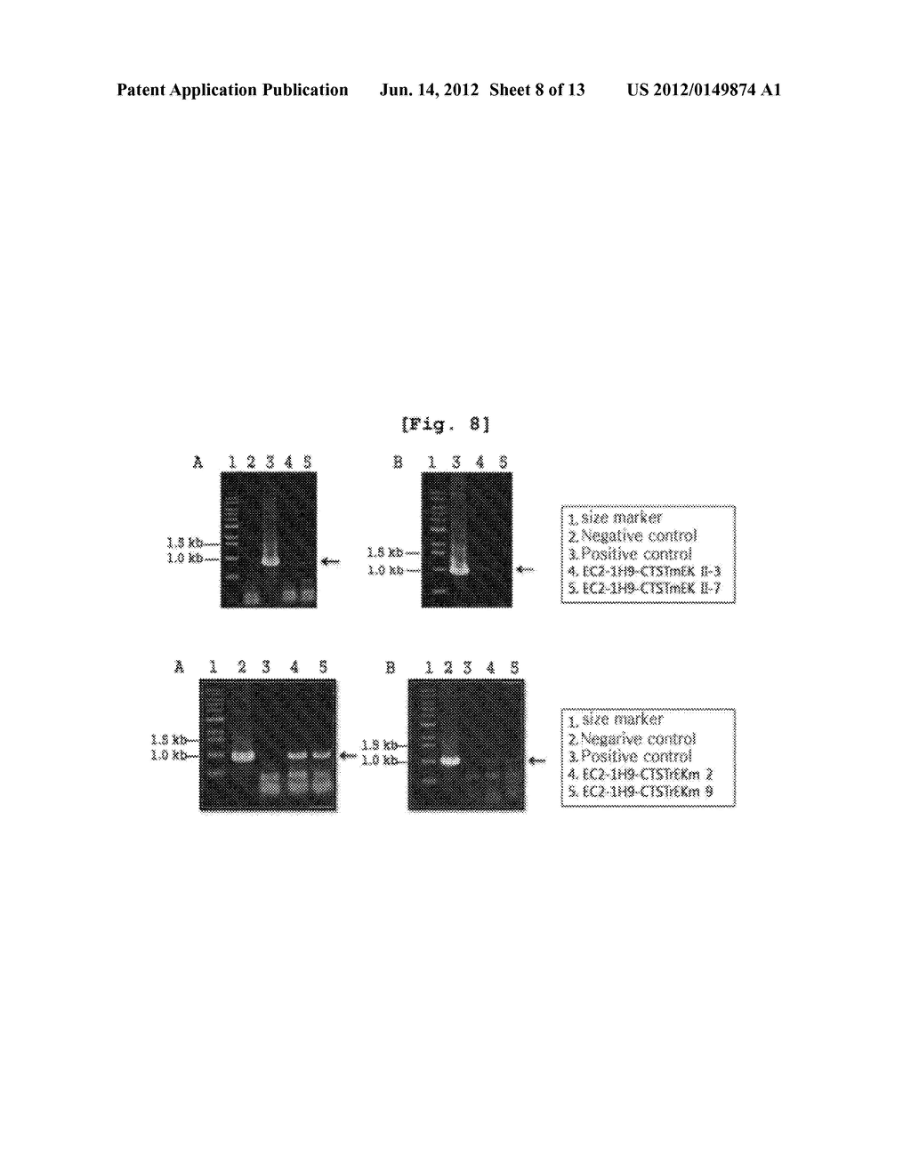 METHOD FOR PREPARING RECOMBINANT GLYCOPROTEINS WITH HIGH SIALIC ACID     CONTENT - diagram, schematic, and image 09