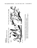 Stable Heterodimeric Antibody Design with Mutations in the Fc Domain diagram and image