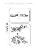 Stable Heterodimeric Antibody Design with Mutations in the Fc Domain diagram and image