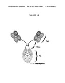 Stable Heterodimeric Antibody Design with Mutations in the Fc Domain diagram and image