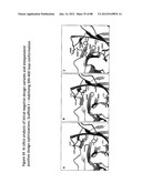 Stable Heterodimeric Antibody Design with Mutations in the Fc Domain diagram and image