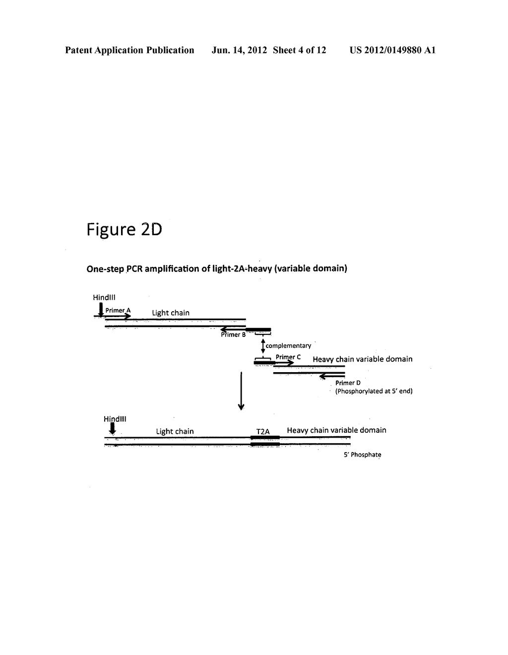 Nucleic Acid Cassette For Producing Recombinant Antibodies - diagram, schematic, and image 05