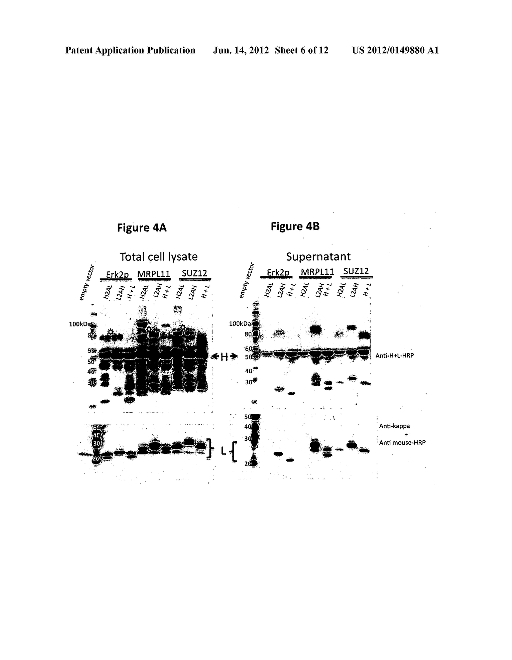 Nucleic Acid Cassette For Producing Recombinant Antibodies - diagram, schematic, and image 07