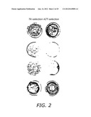 Polynucleotides Encoding Thymidine Kinase Mutants diagram and image