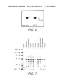 Polynucleotides Encoding Thymidine Kinase Mutants diagram and image