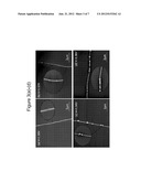 Systems and process for forming carbon nanotube sensors diagram and image