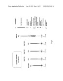 SORCS1-LIKE AGENT FOR USE IN THE TREATMENT OF INSULIN RESISTANCE AND     DISEASES RELATED THERETO diagram and image