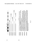 SORCS1-LIKE AGENT FOR USE IN THE TREATMENT OF INSULIN RESISTANCE AND     DISEASES RELATED THERETO diagram and image