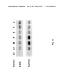 SORCS1-LIKE AGENT FOR USE IN THE TREATMENT OF INSULIN RESISTANCE AND     DISEASES RELATED THERETO diagram and image