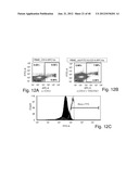 HUMANIZED ANTIBODIES SPECIFIC FOR HSP65-DERIVED PEPTIDE-6 METHODS AND USES     THEREOF diagram and image