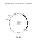 HUMANIZED ANTIBODIES SPECIFIC FOR HSP65-DERIVED PEPTIDE-6 METHODS AND USES     THEREOF diagram and image