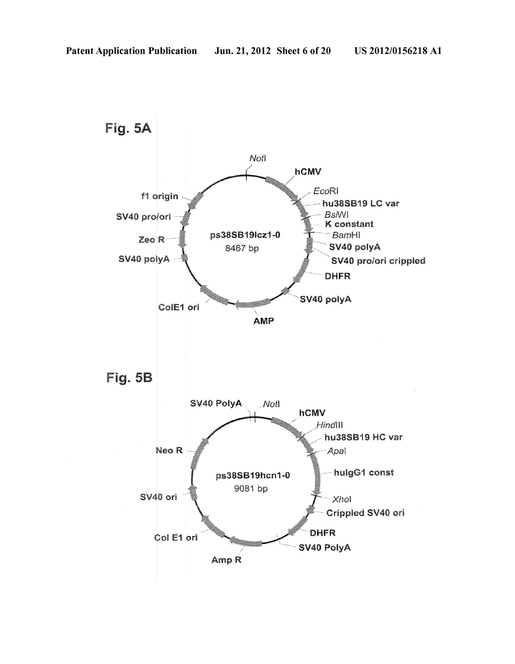 NOVEL ANTI-CD38 ANTIBODIES FOR THE TREATMENT OF CANCER - diagram, schematic, and image 07