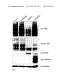 HERPES VIRUS BACKBONE FOR VIRAL VACCINE AND VACCINE BASED THEREON diagram and image