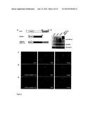 HERPES VIRUS BACKBONE FOR VIRAL VACCINE AND VACCINE BASED THEREON diagram and image