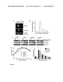 HERPES VIRUS BACKBONE FOR VIRAL VACCINE AND VACCINE BASED THEREON diagram and image