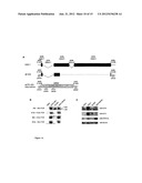 HERPES VIRUS BACKBONE FOR VIRAL VACCINE AND VACCINE BASED THEREON diagram and image